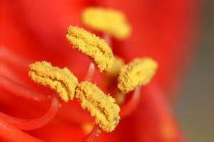 pollens-fleur